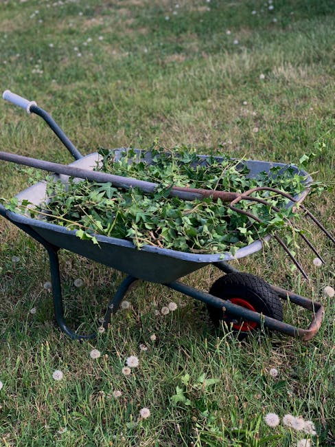 A blue metal wheelbarrow with a black rubber tire and red hubcap, positioned on a grassy lawn. The wheelbarrow is filled with a substantial amount of green garden waste, primarily leafy branches and stems with small leaves, some extending over the sides. The handles of the wheelbarrow are grey and appear slightly weathered, with one resting on the ground and the other elevated. The surrounding grass is dotted with small white dandelion seed heads, and the background features a blurred grassy area, indicating an outdoor garden or park setting. The scene suggests a garden tidying or waste collection activity, possibly undertaken by a waste disposal or rubbish removal service like Rubbish Clearance Merton, emphasizing on-site garden waste removal or comparable services.